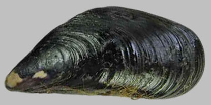 Mytilus trossulus