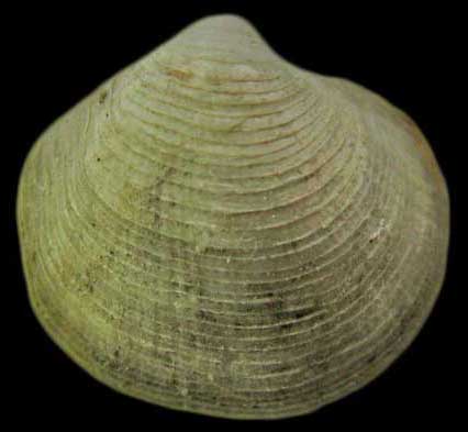 Parvilucina tenuisculpta