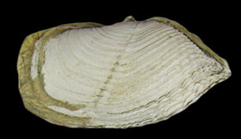 Zirfaea pilsbryi