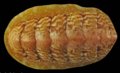 Tonicella rubra