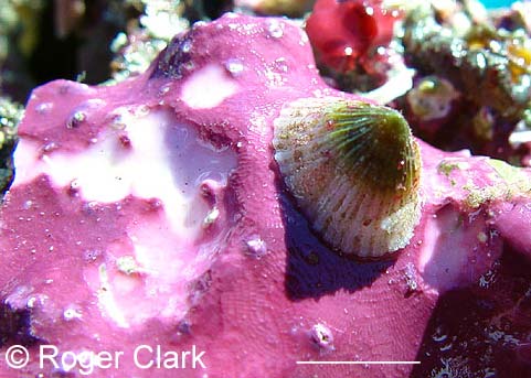 Acmaea funiculata