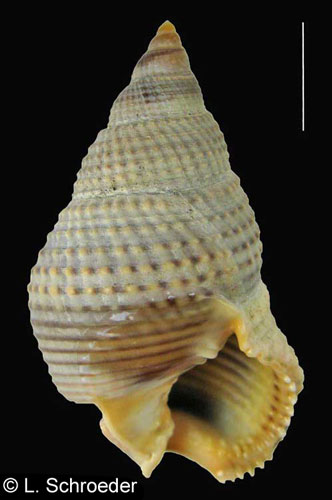 Caesia fossata