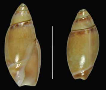 Callianax baetica