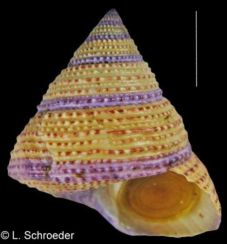 Calliostoma annulatum