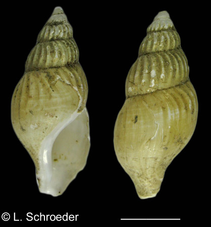 Colus cf. griseus