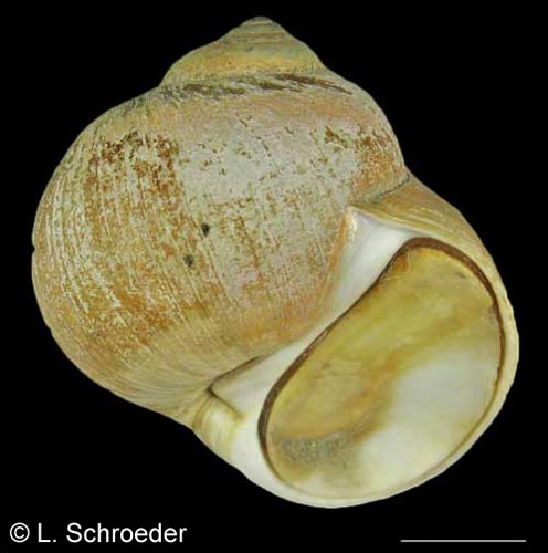 Cryptonatica aleutica