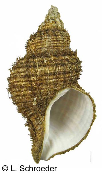 Fusitriton oregonensis