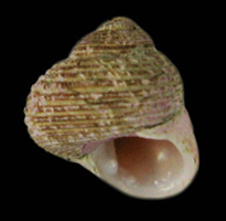 Gigahomalopoma luridum