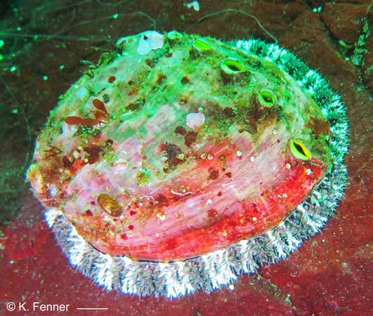 Haliotis kamtschatkana