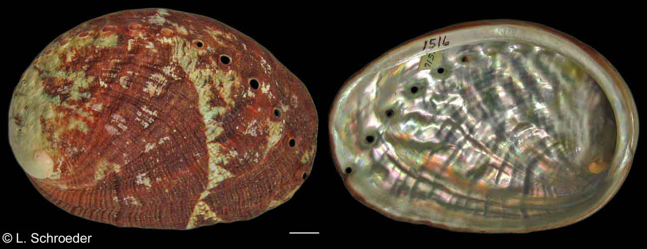 Haliotis walallensis