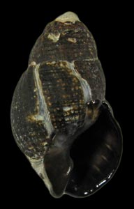 Ilyanassa obsoleta