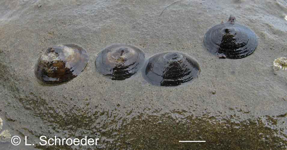 Lottia fenestrata