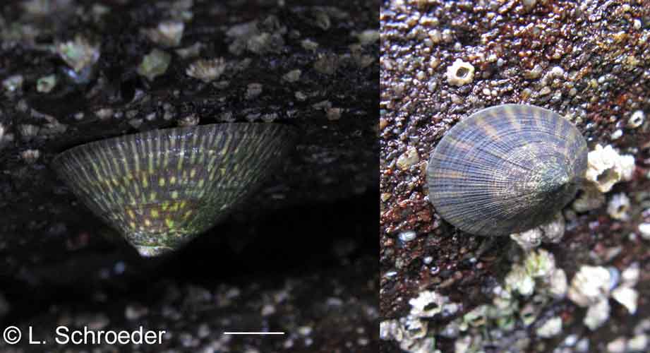 Lottia persona