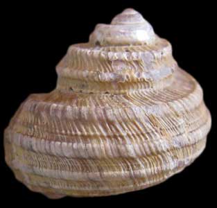 Minolia peramabilis