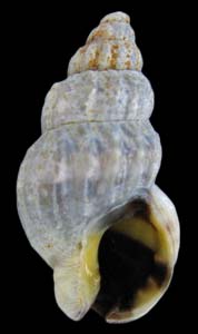 Nassarius fraterculus