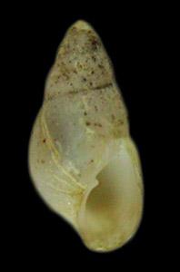 Odostomia tenuisculpta