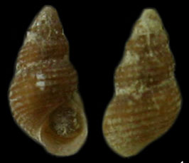 Onoba carpenteri