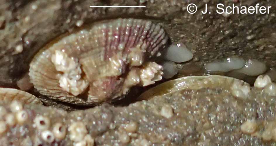 Trimusculus reticulatus