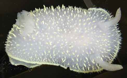 Acanthodoris hudsoni