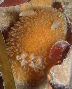 Acanthodoris lutea