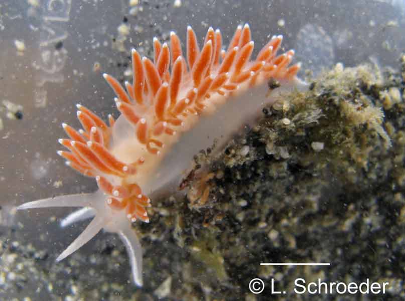 Coryphella verrucosa