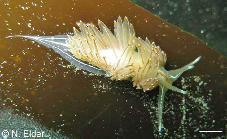 Hermissenda crassicornis