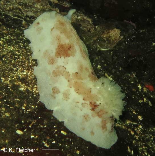 Peltodoris lentiginosa