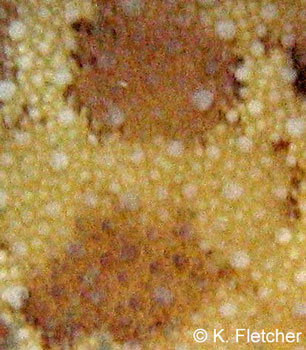 Peltodoris lentiginosa