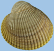 Clinocardium nuttallii