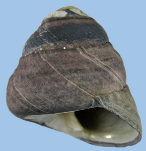 Tegula funebralis